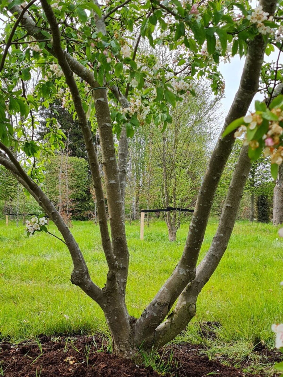 Volwassen Sierappel 'Prof. Sprenger' | Meerstammig