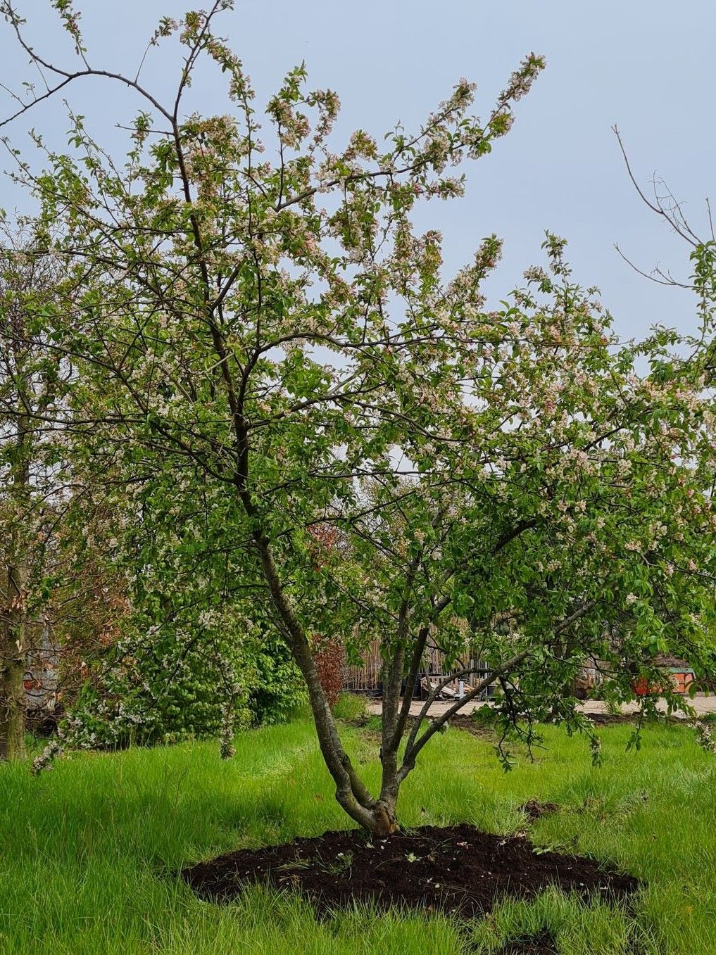 Volwassen Sierappel 'Prof. Sprenger' | Meerstammig