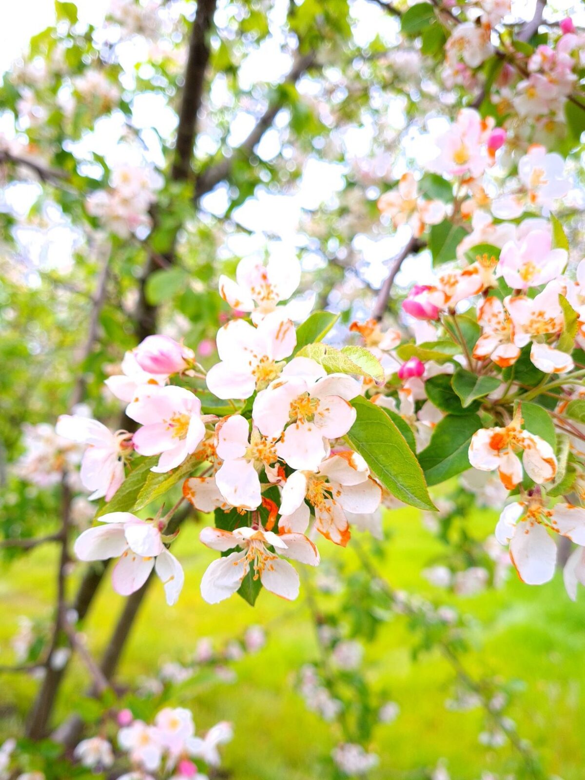 Volwassen Sierappel 'Prof. Sprenger' | Meerstammig