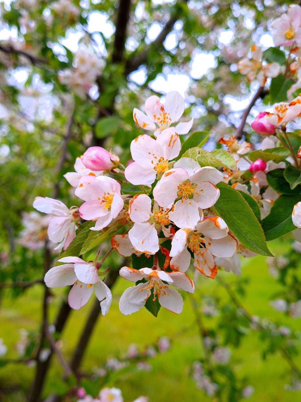Volwassen Sierappel 'Prof. Sprenger' | Meerstammig