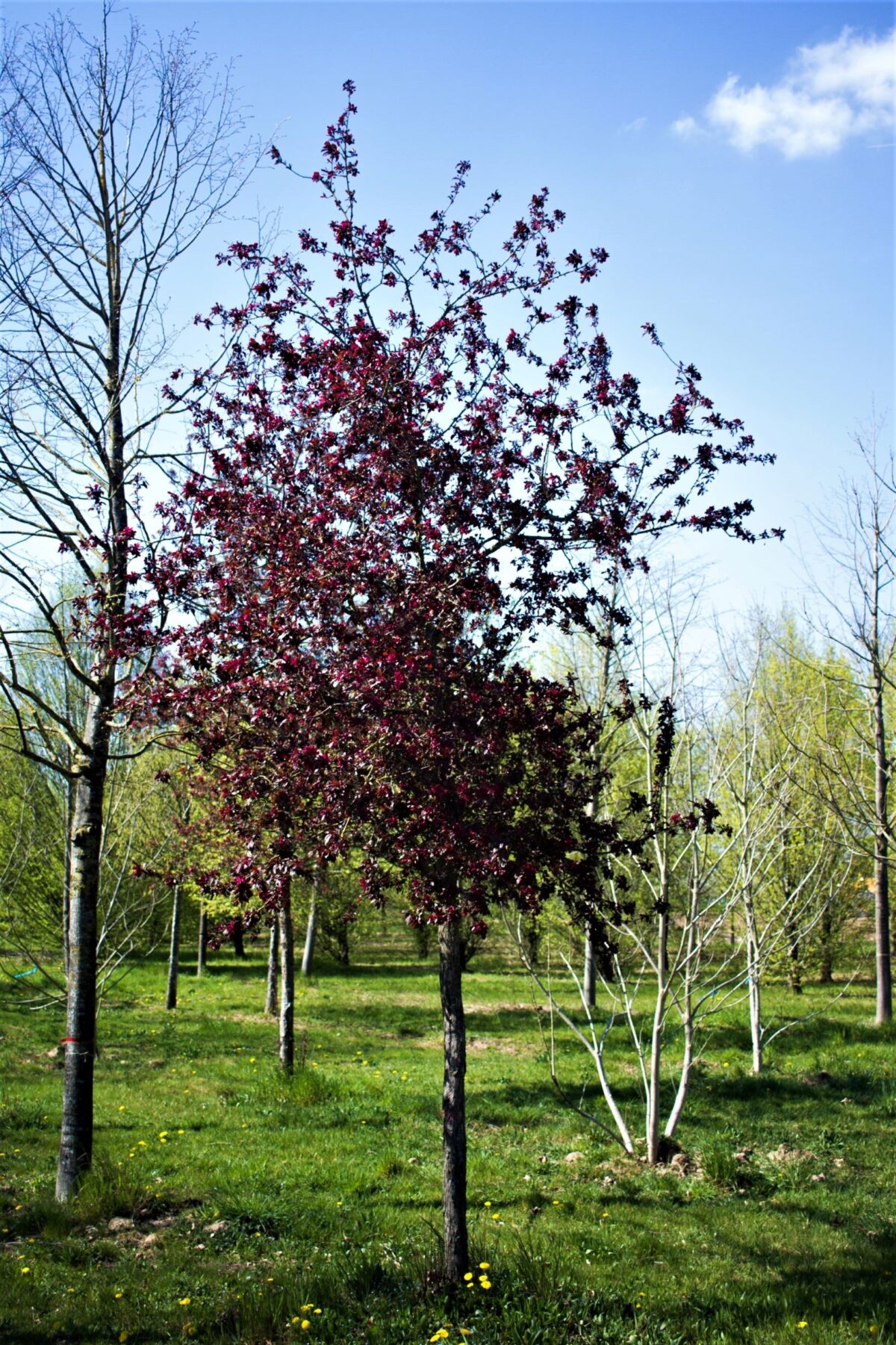 sierappel-royalty-hoogstam Volwassen Sierappel 'Royalty' | Hoogstam