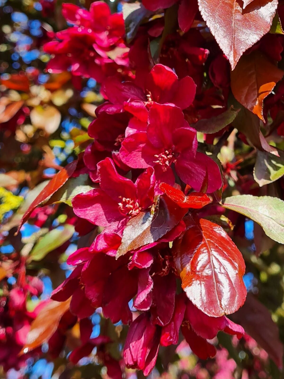 sierappel-royalty-hoogstam Volwassen Sierappel 'Royalty' | Hoogstam