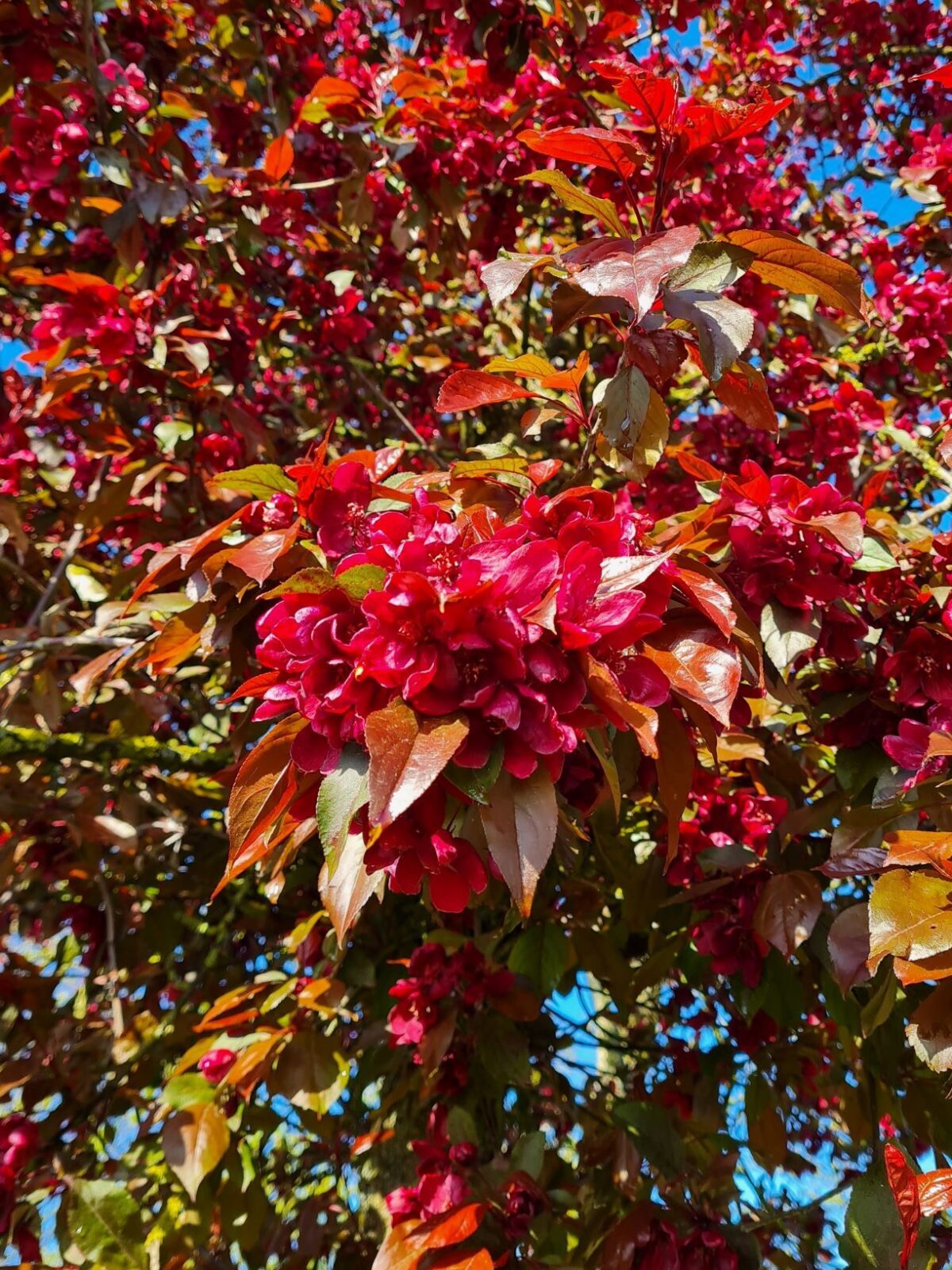 sierappel-royalty-hoogstam Volwassen Sierappel 'Royalty' | Hoogstam