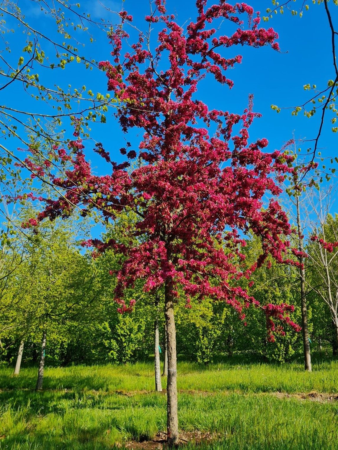 Volwassen Sierappel 'Profusion' | Hoogstam