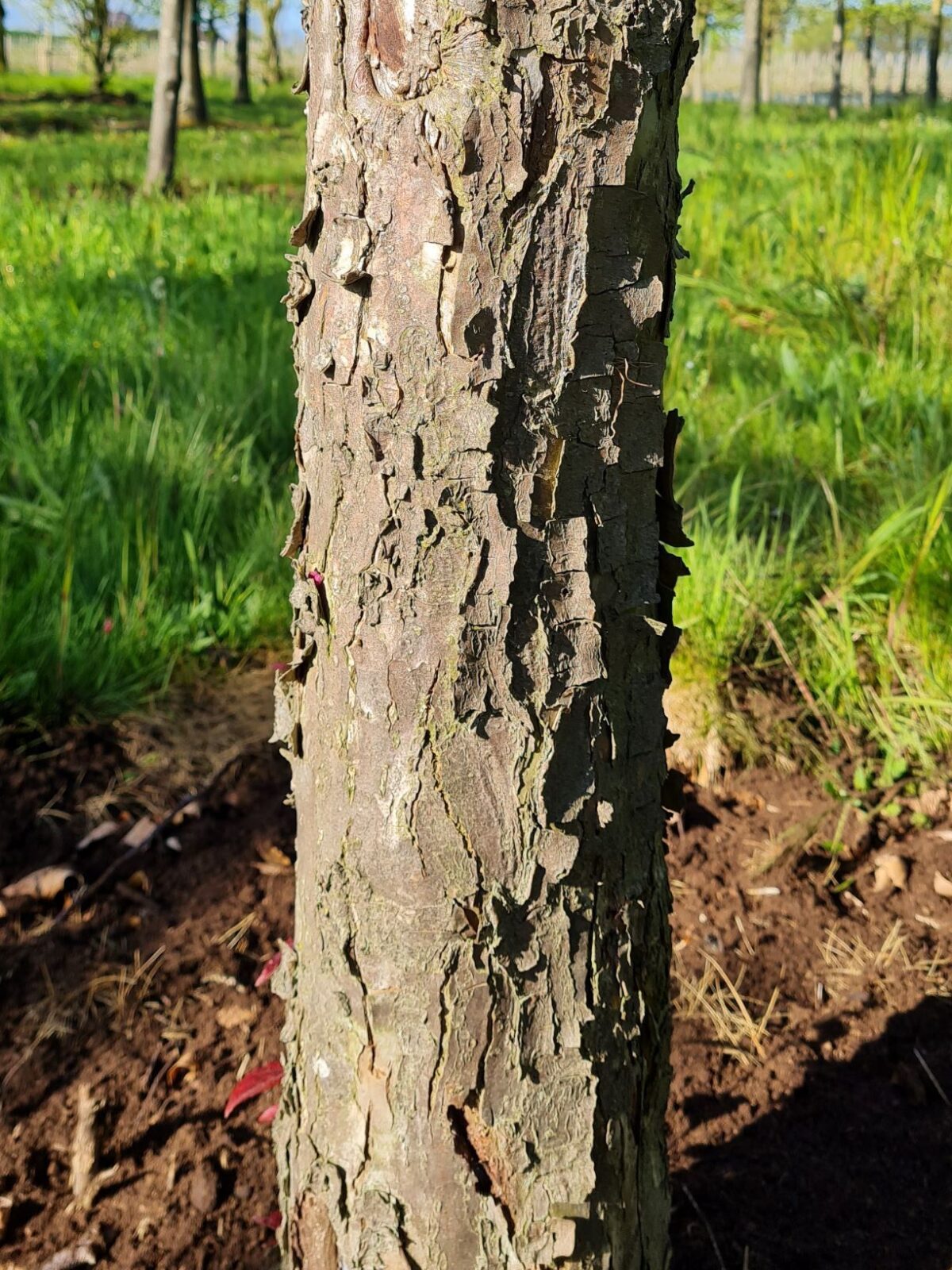 Volwassen Sierappel 'Profusion' | Hoogstam