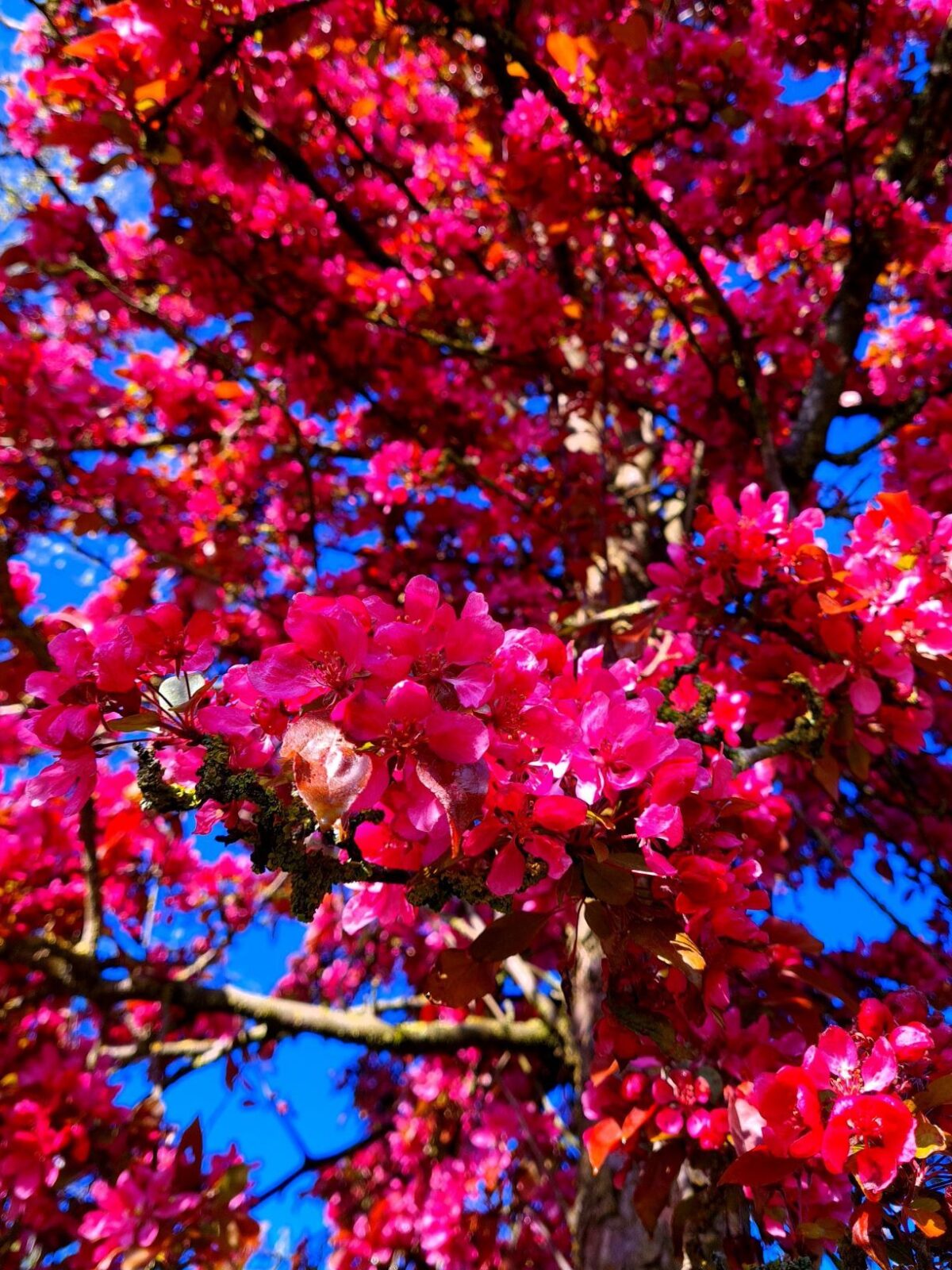 Volwassen Sierappel 'Profusion' | Hoogstam