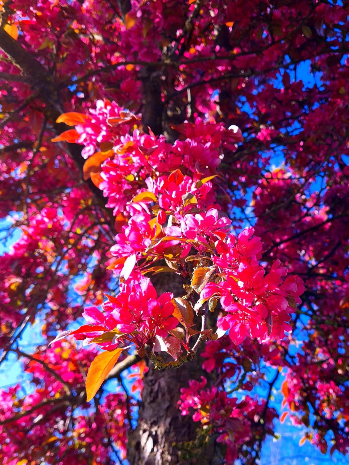 Volwassen Sierappel 'Profusion' | Hoogstam