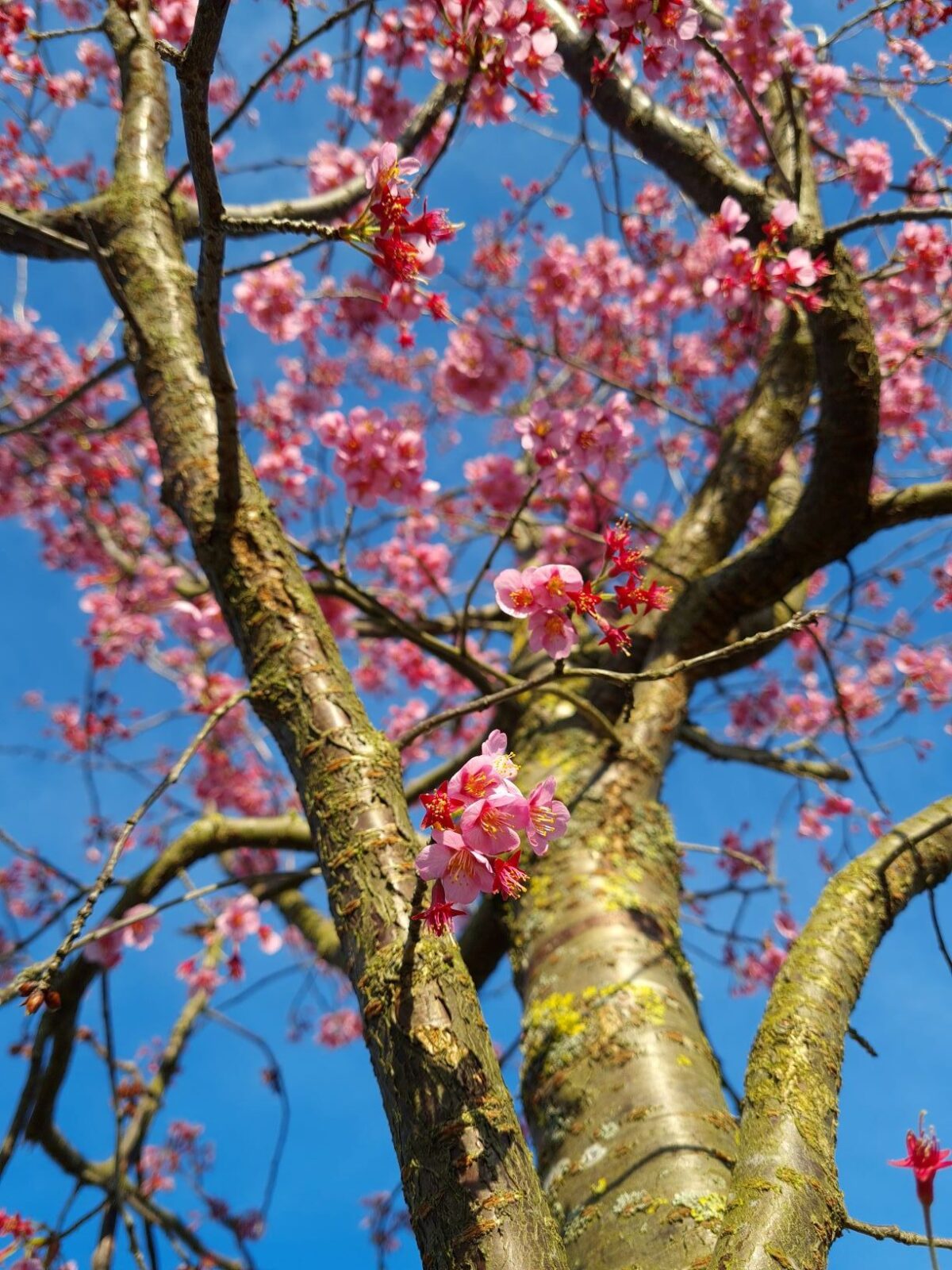 Jonge Japanse Sierkers 'Sargent' | Hoogstam
