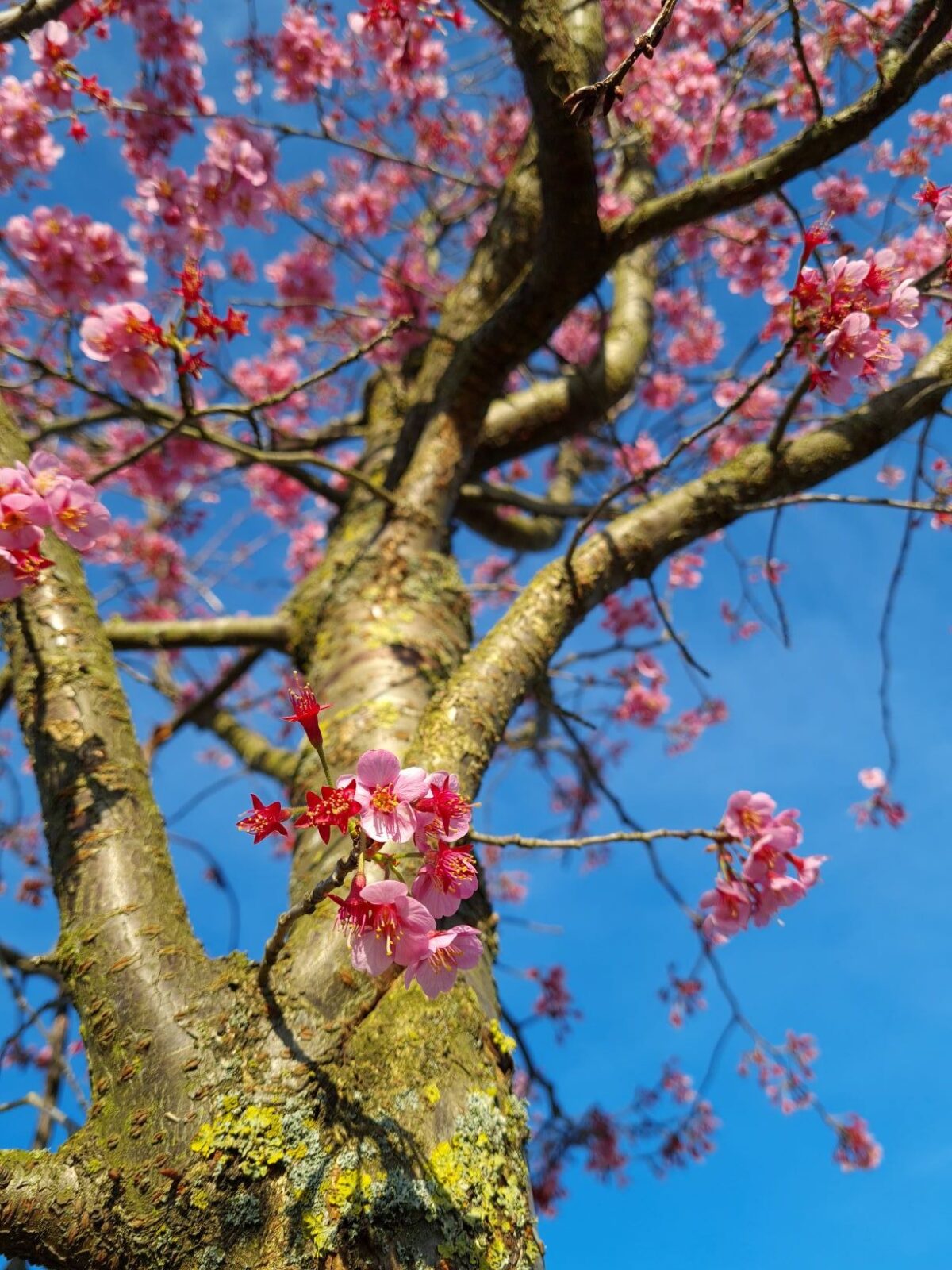 Jonge Japanse Sierkers 'Sargent' | Hoogstam