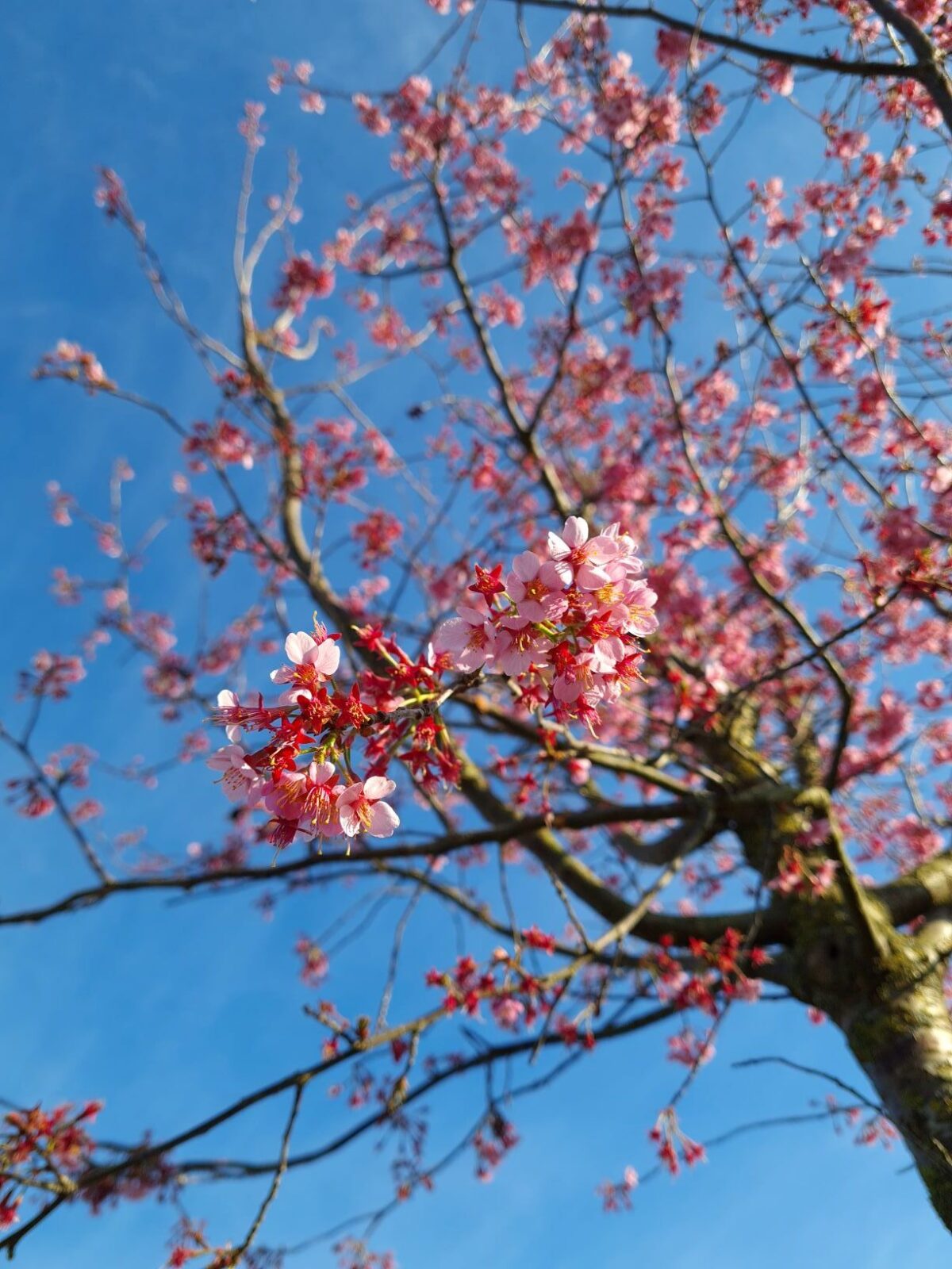 Jonge Japanse Sierkers 'Sargent' | Hoogstam
