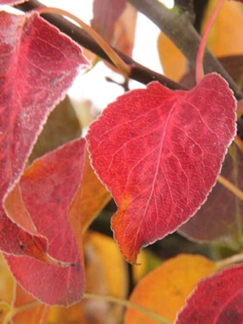 Sierpeer 'Chanticleer' | Hoogstam