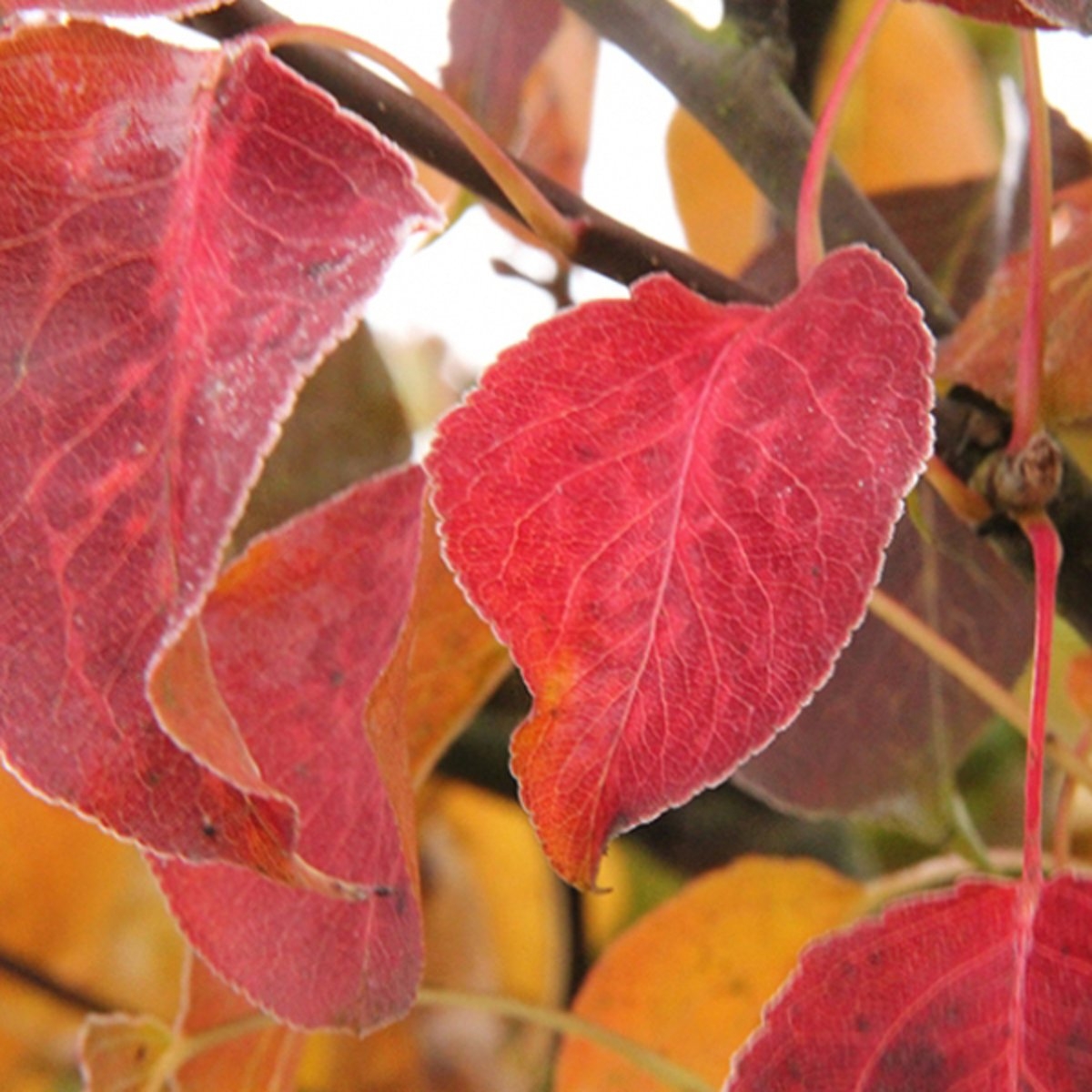 Volwassen Sierpeer 'Chanticleer' | Hoogstam