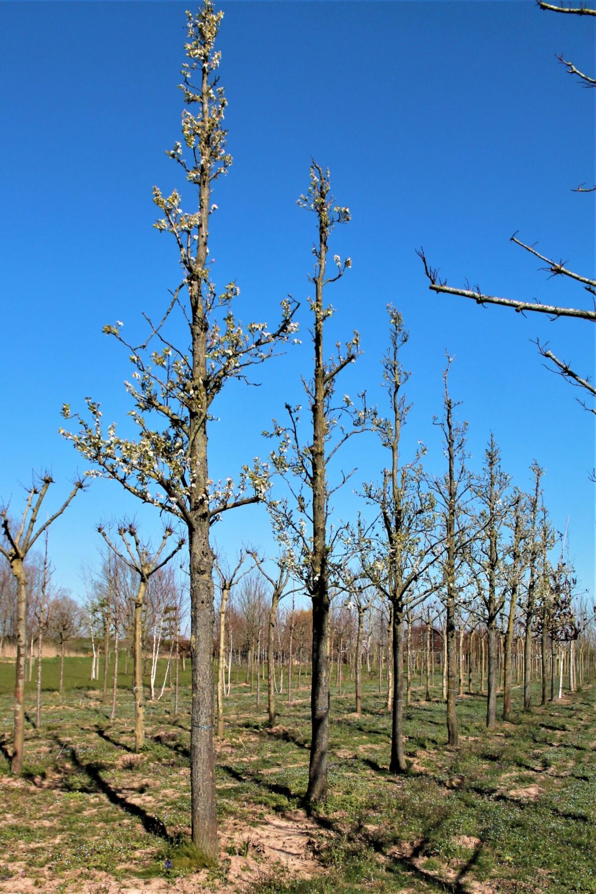 Volwassen Sierpeer 'Chanticleer' | Hoogstam