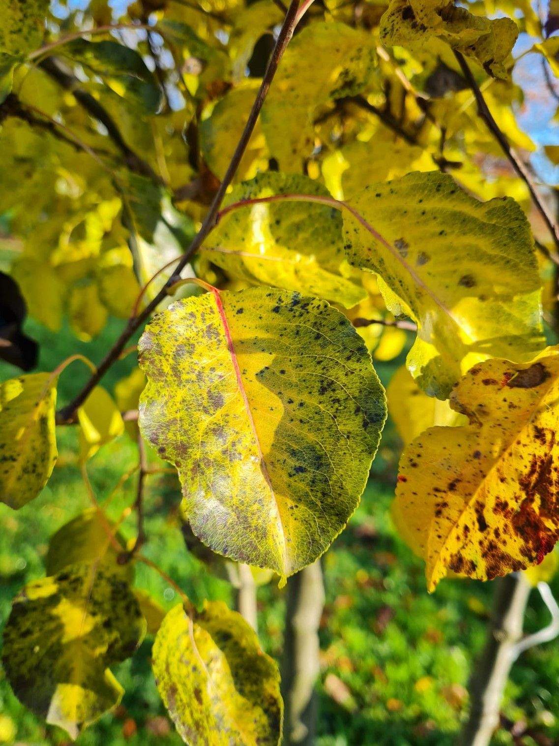 Jonge Sierpeer 'Chanticleer' | Hoogstam