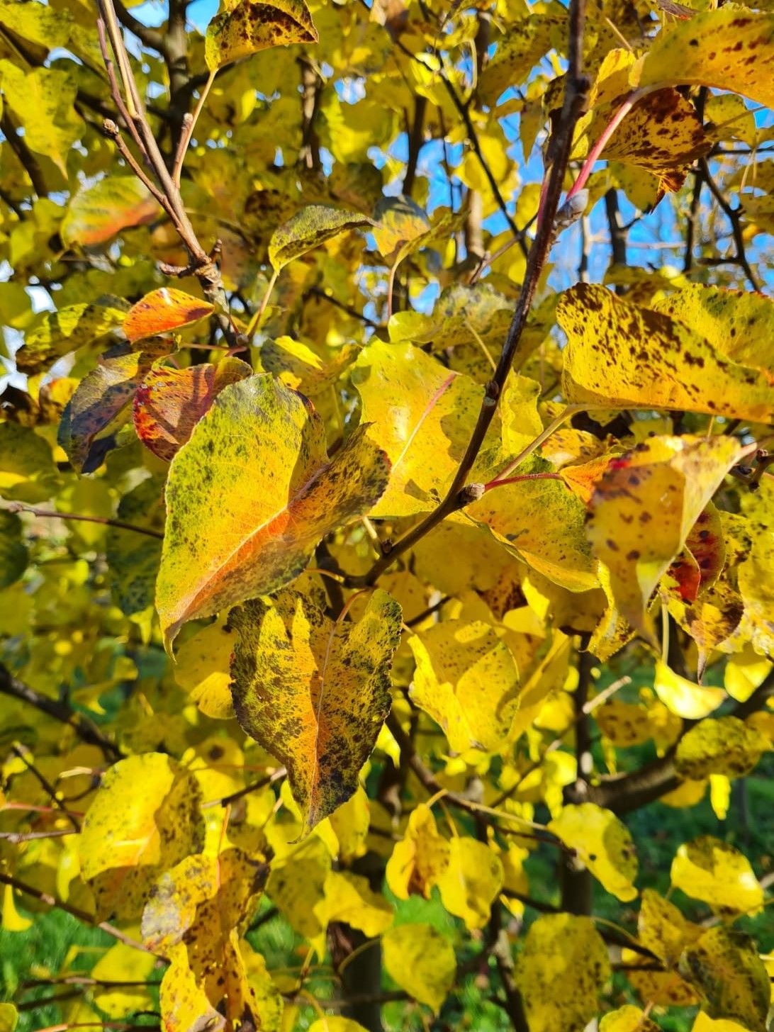 sierpeer-chanticleer- Jonge Sierpeer 'Chanticleer' | Meerstammig