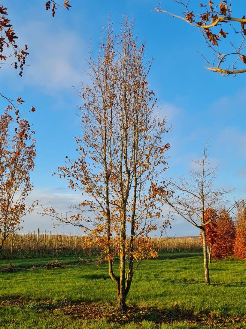 sierpeer-chanticleer- Jonge Sierpeer 'Chanticleer' | Meerstammig