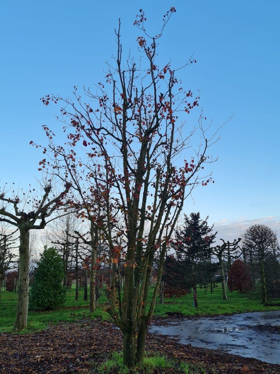 sierpeer-chanticleer- Jonge Sierpeer 'Chanticleer' | Meerstammig