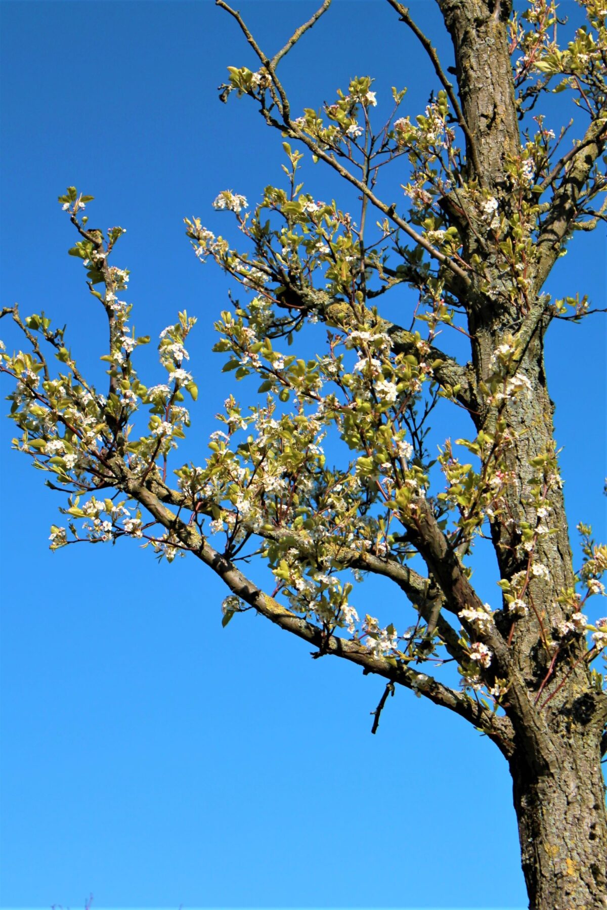 Volwassen Sierpeer 'Chanticleer' | Hoogstam