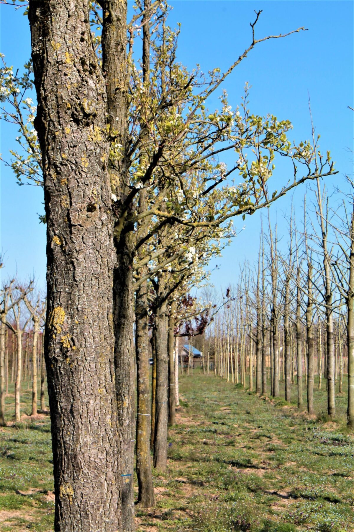 Volwassen Sierpeer 'Chanticleer' | Hoogstam