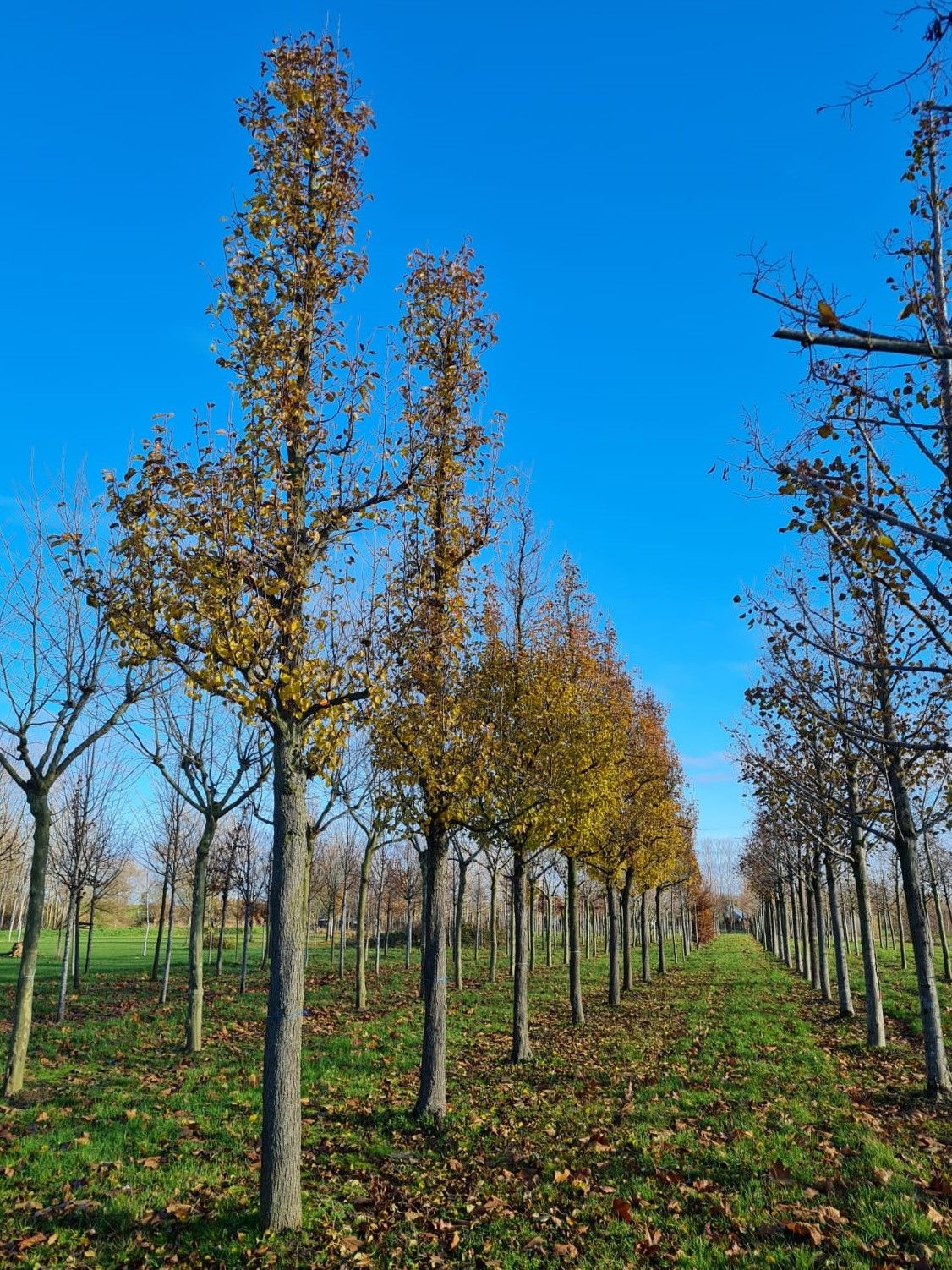 Volwassen Sierpeer 'Chanticleer' | Hoogstam