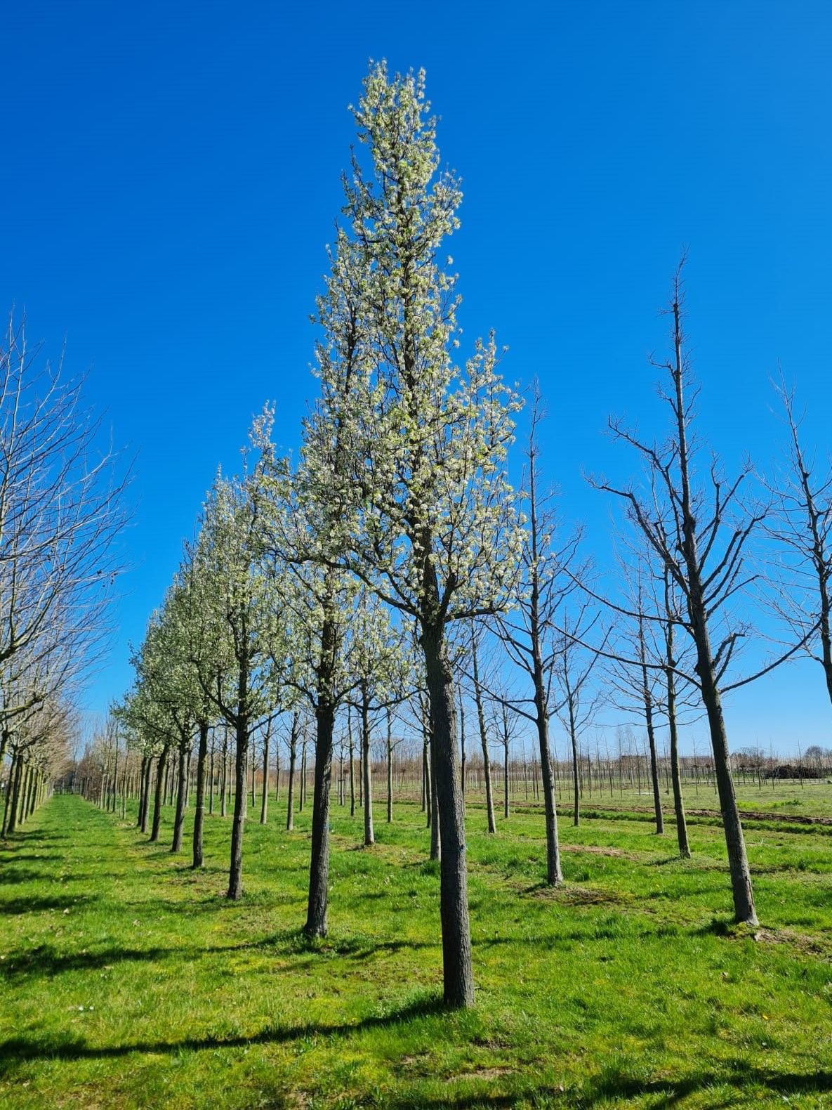 Volwassen Sierpeer 'Chanticleer' | Hoogstam