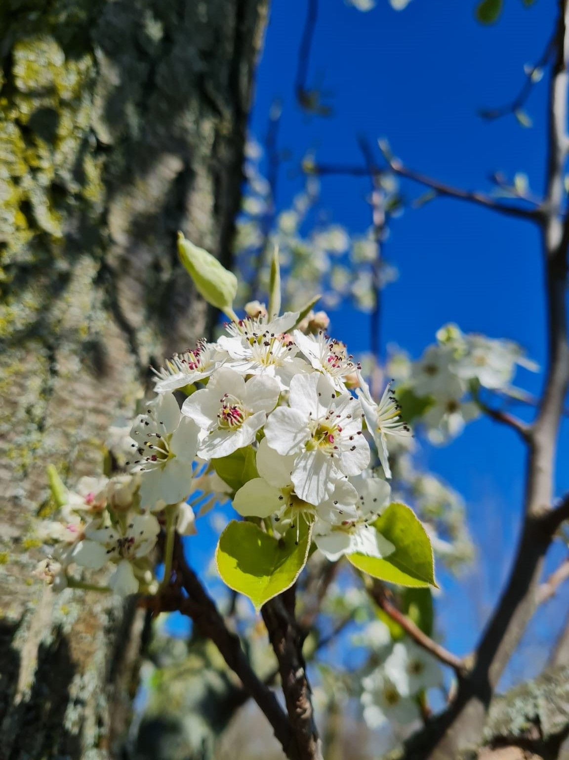 Volwassen Sierpeer 'Chanticleer' | Hoogstam