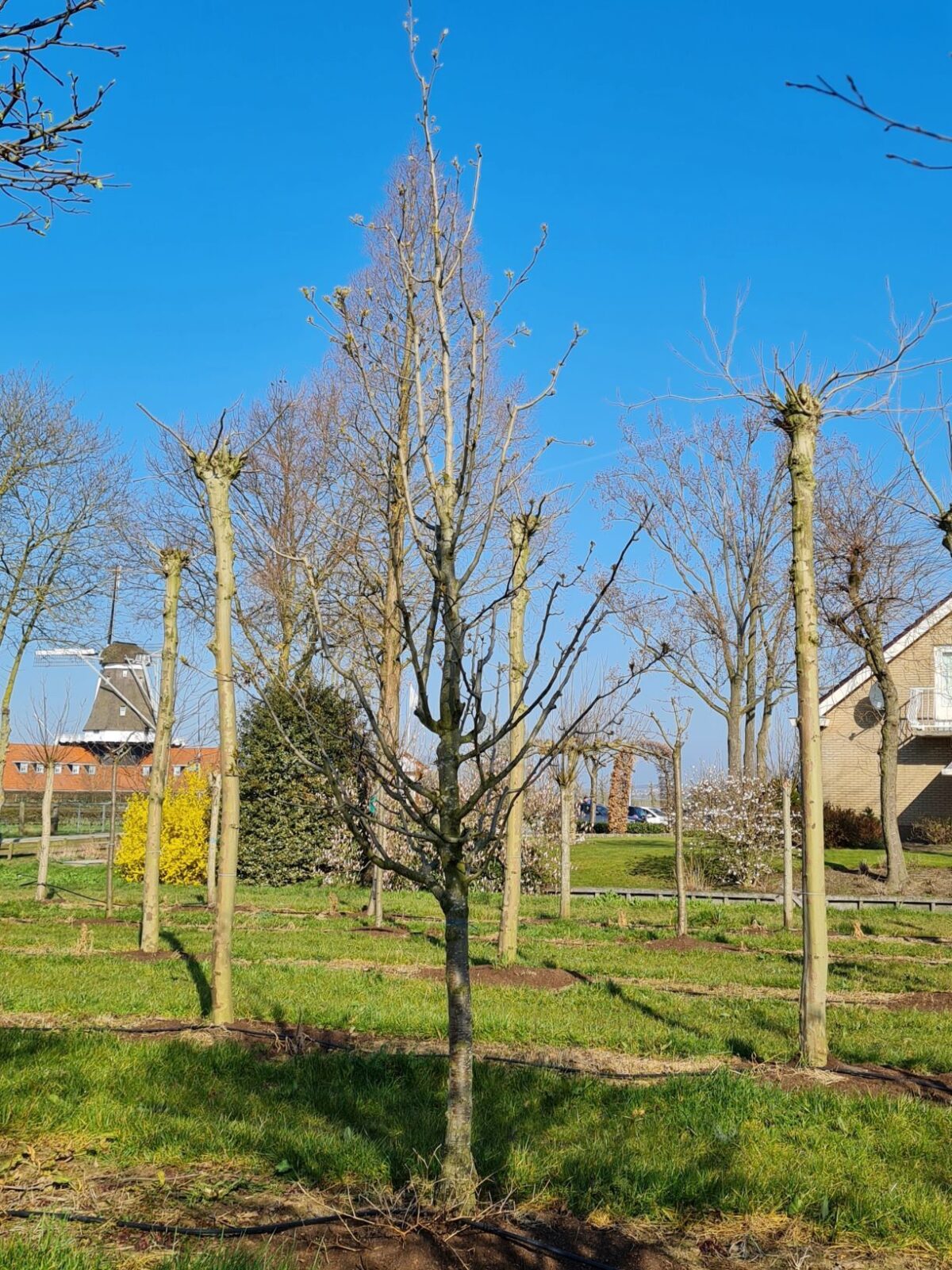 Jonge Sierpeer 'Chanticleer' | Hoogstam