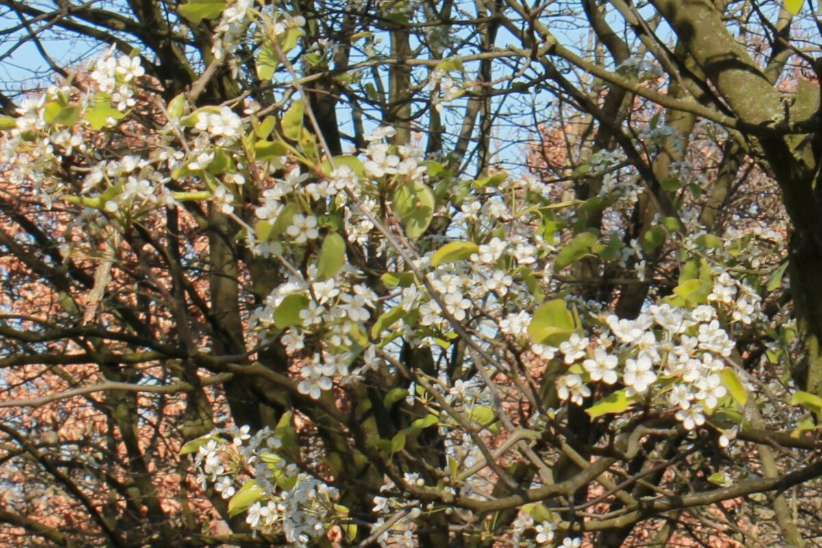 Jonge Sierpeer 'Chanticleer' | Hoogstam