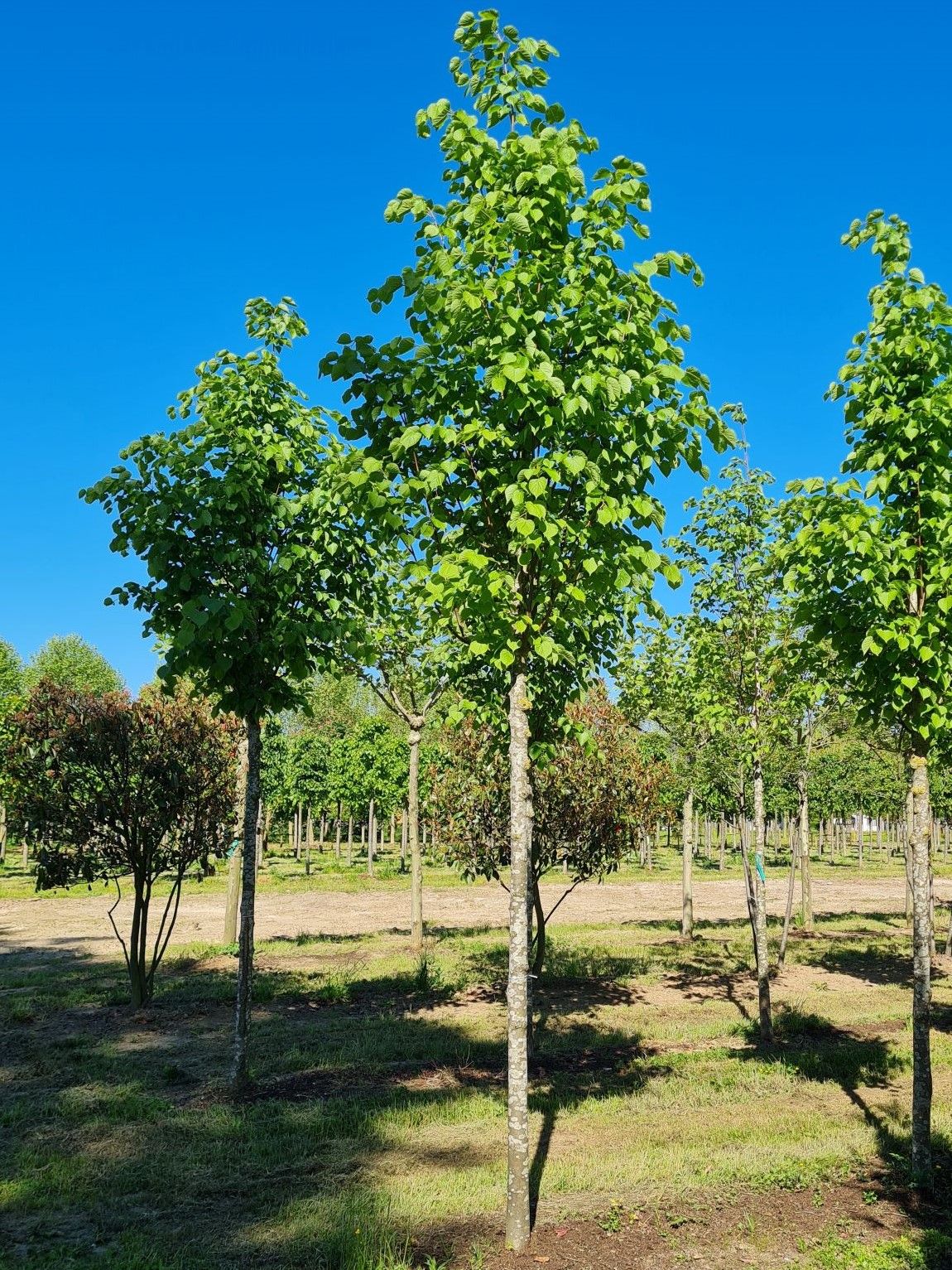 slanke-winterlinde-roelvo- Winterlinde