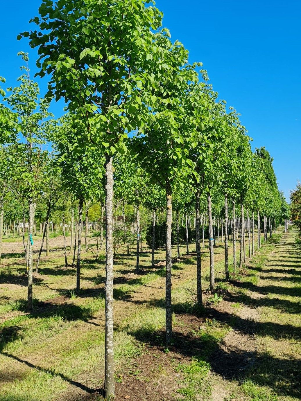 slanke-winterlinde-roelvo- Winterlinde