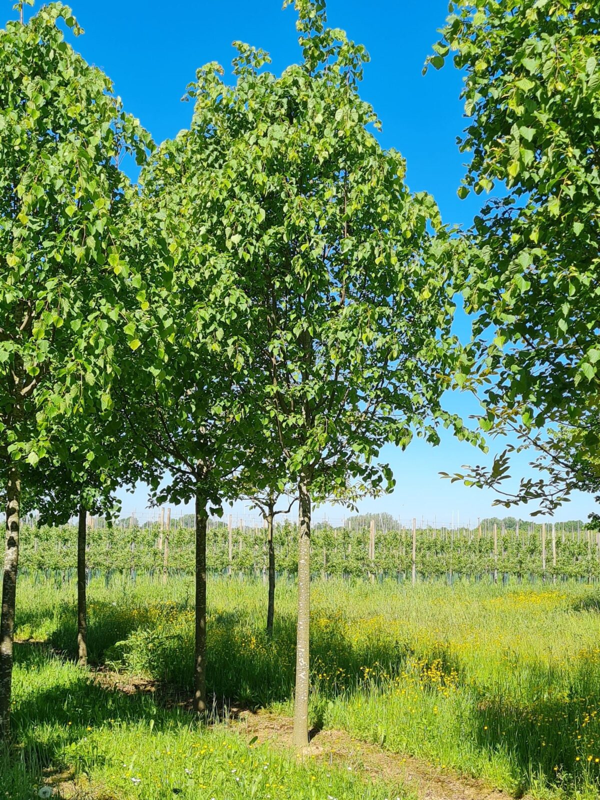 slanke-winterlinde-roelvo- Winterlinde