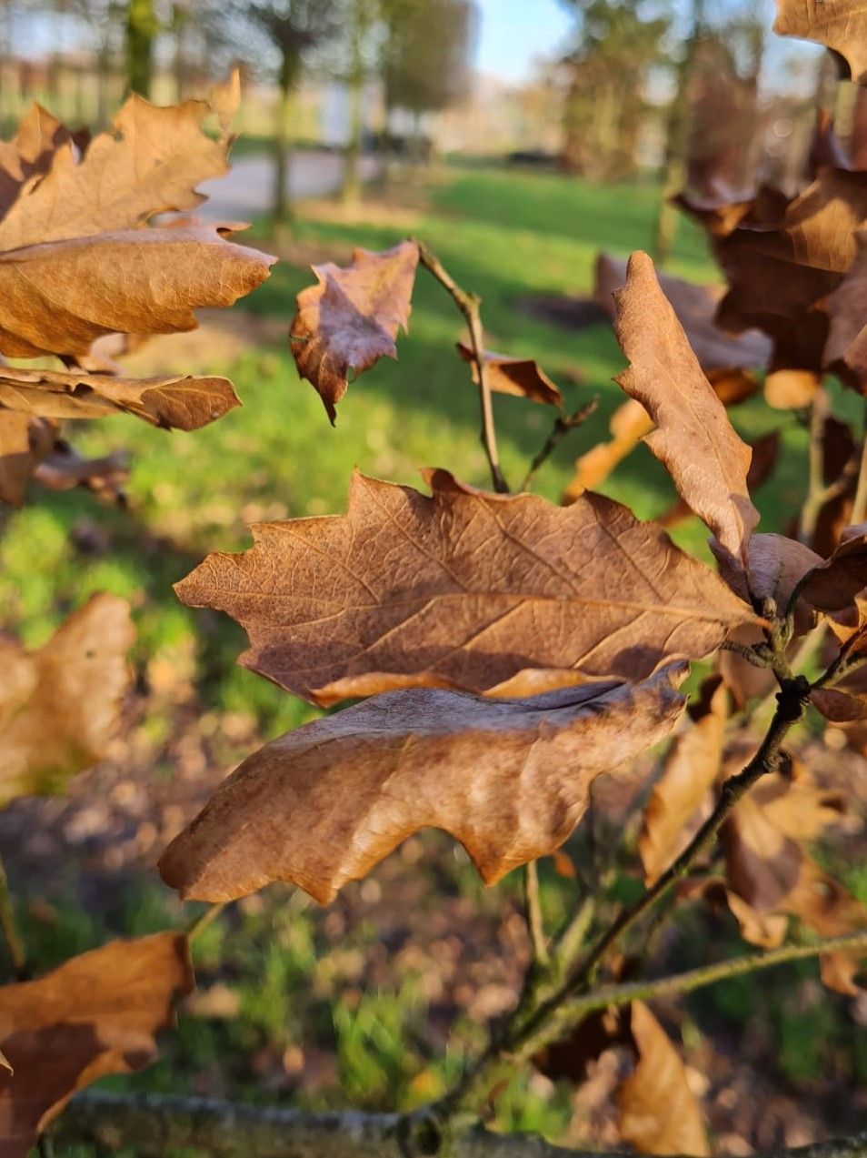 Volwassen Spaanse eik 'Wageningen' | Hoogstam