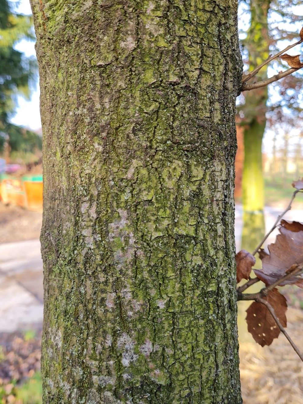 Volwassen Spaanse eik 'Wageningen' | Hoogstam