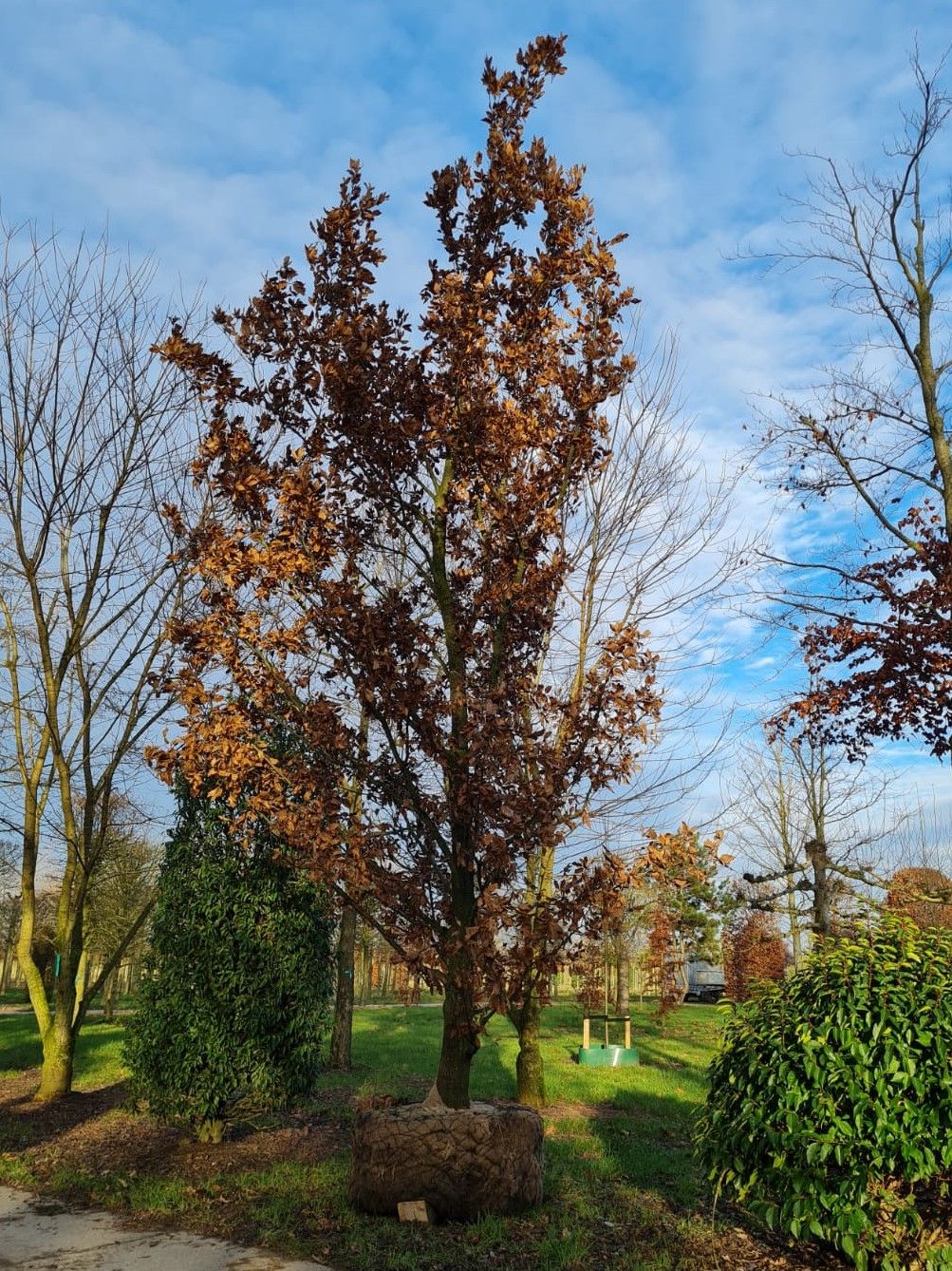 Volwassen Spaanse eik 'Wageningen' | Hoogstam