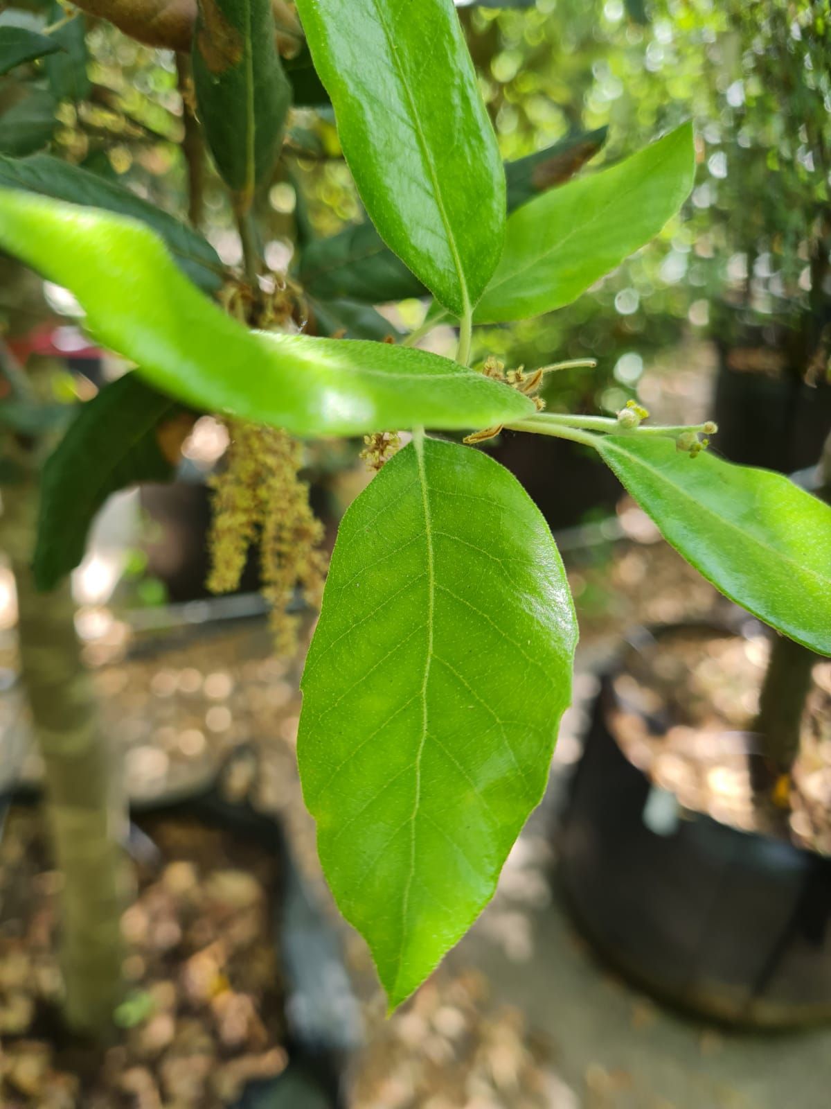 Jonge Steeneik | Laagstam