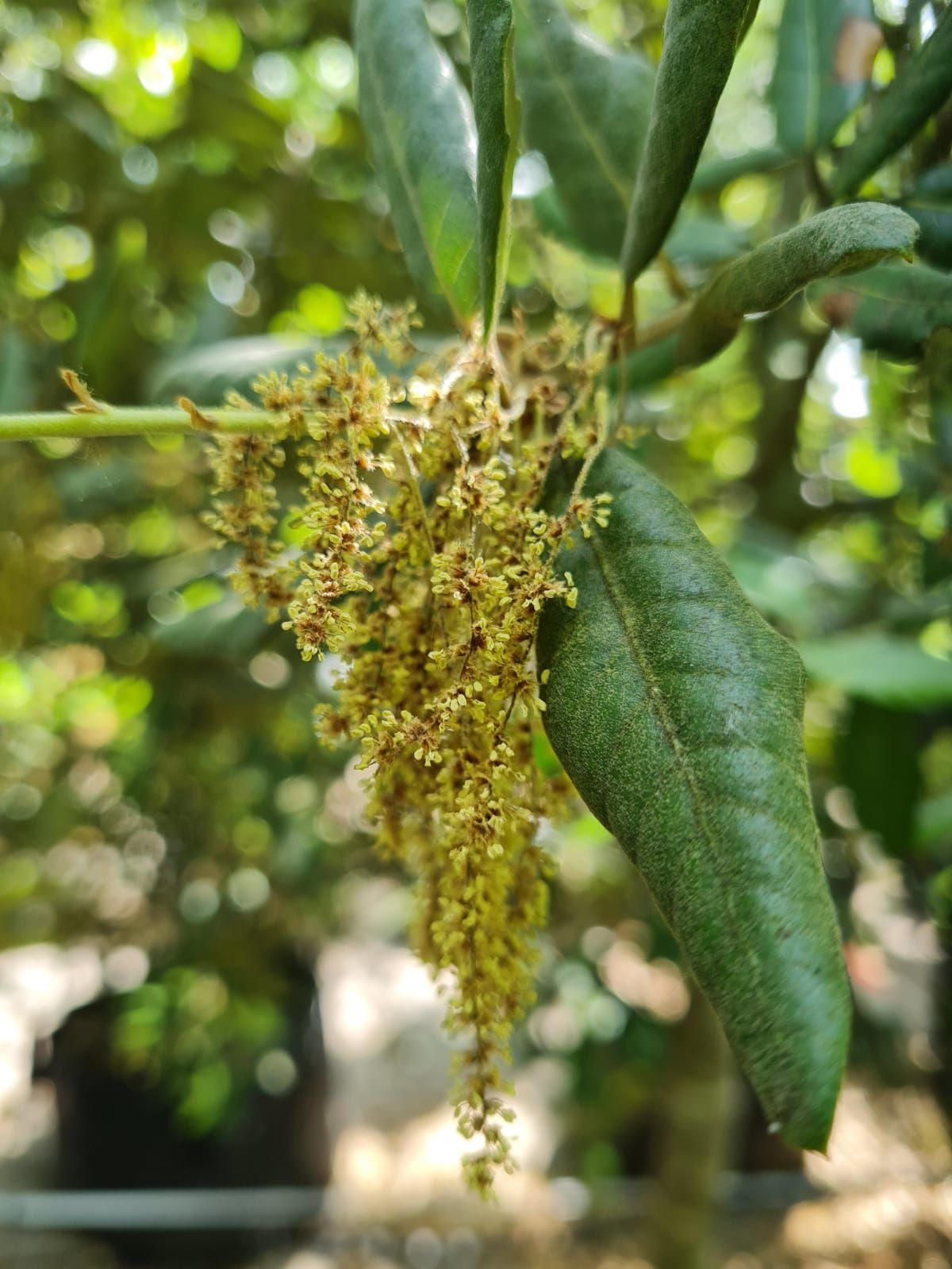 Jonge Steeneik | Laagstam