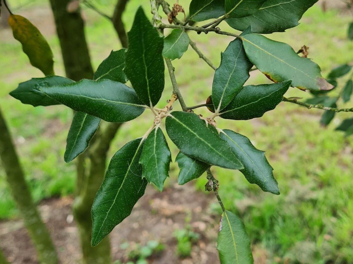 Jonge Steeneik | Hoogstam