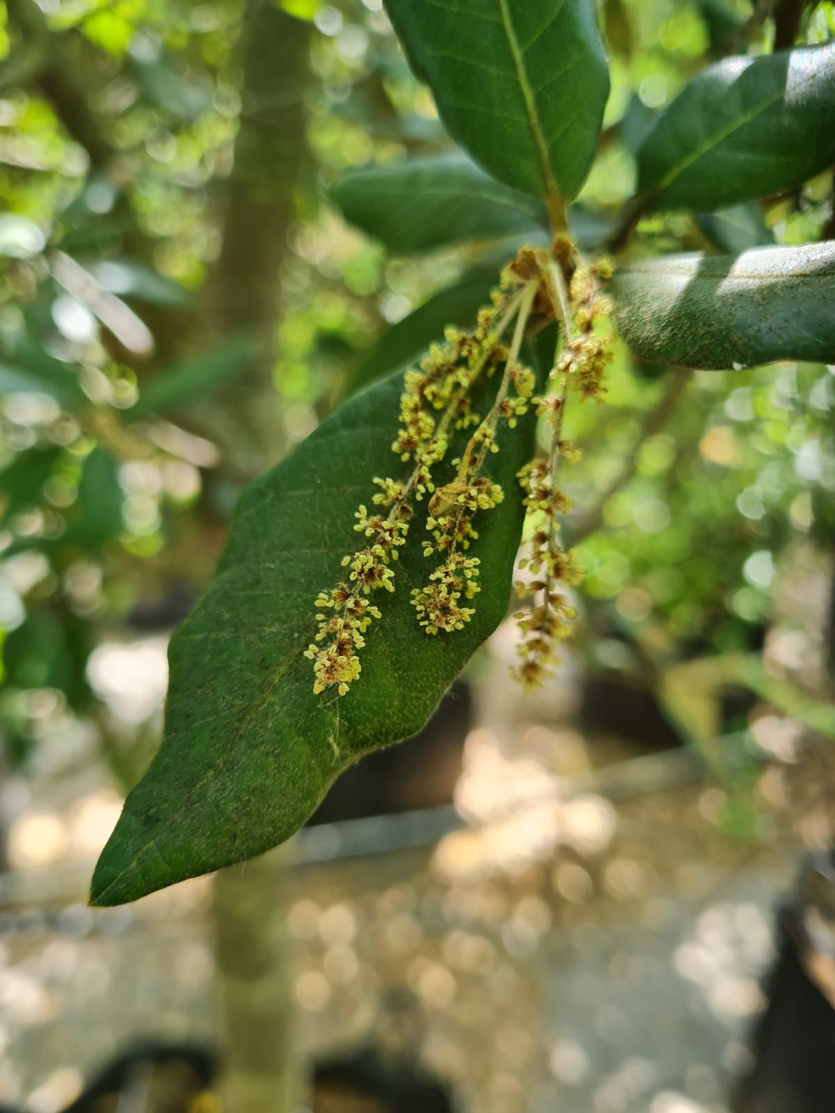 Jonge Steeneik | Laagstam