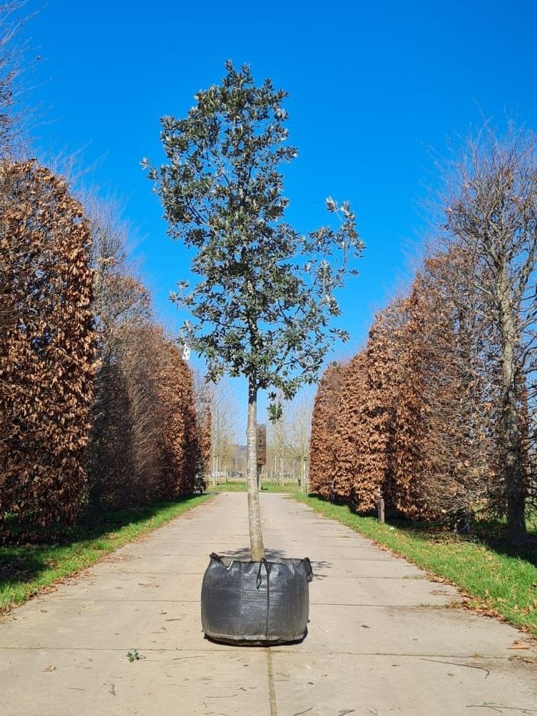 Jonge Steeneik | Hoogstam