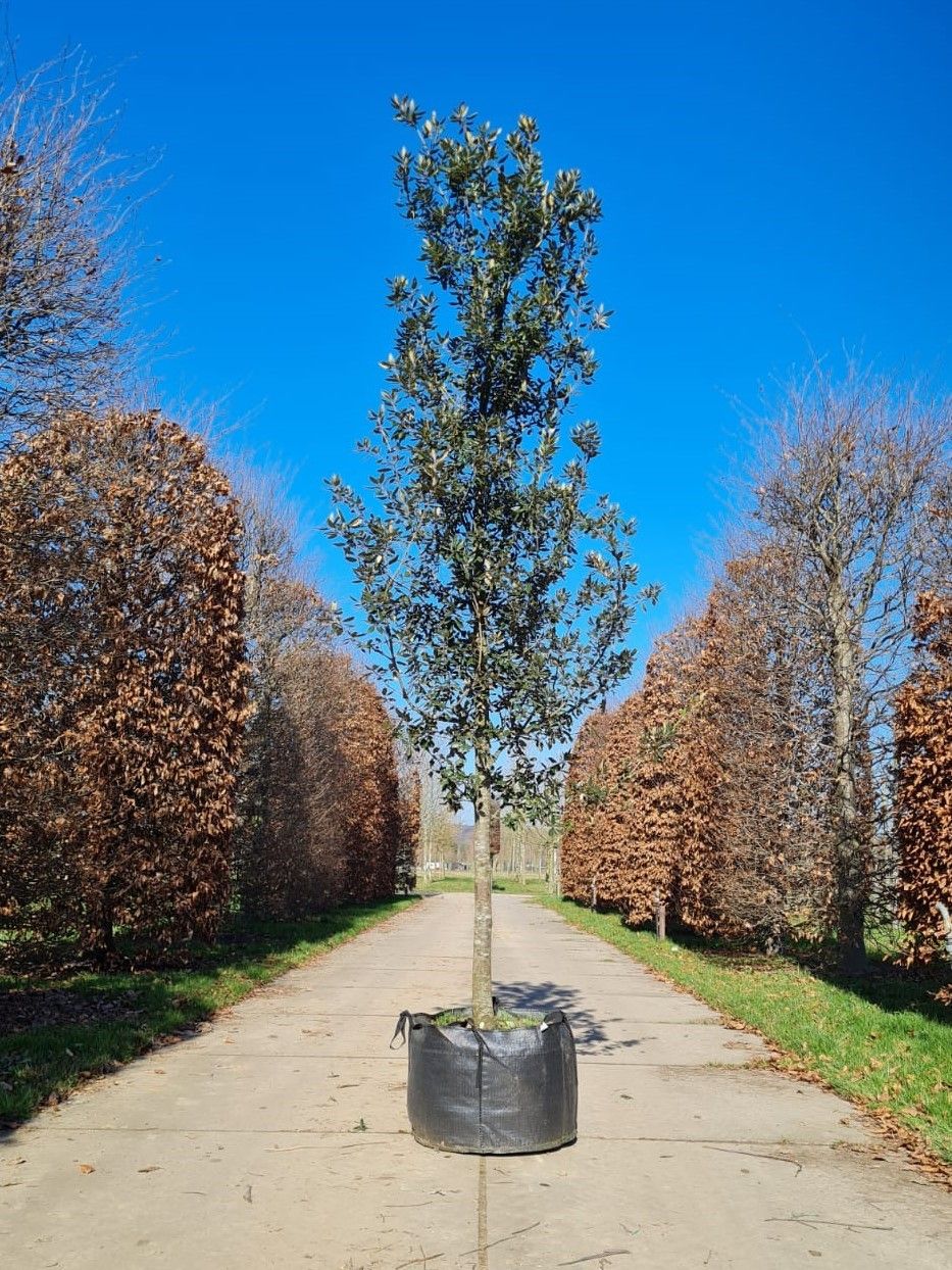 Jonge Steeneik | Hoogstam