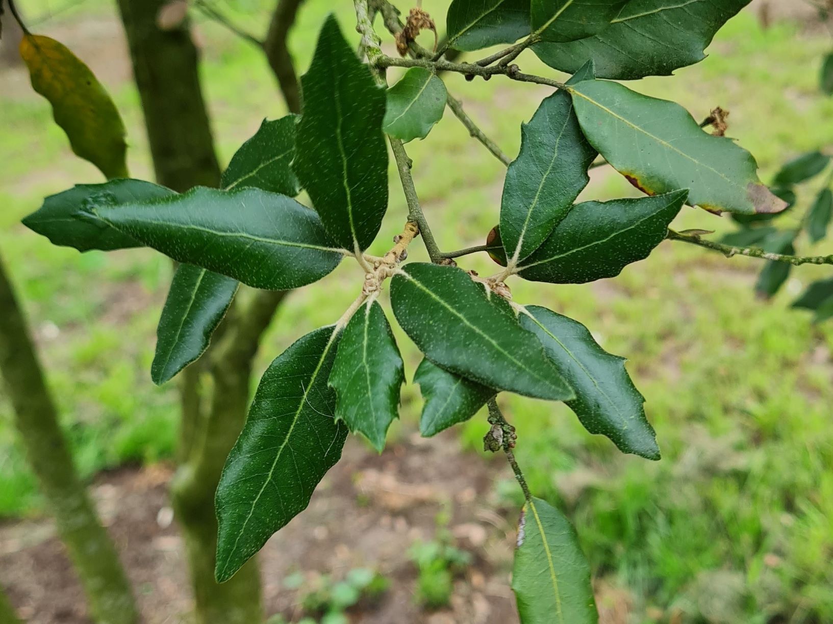 Jonge Steeneik | Hoogstam