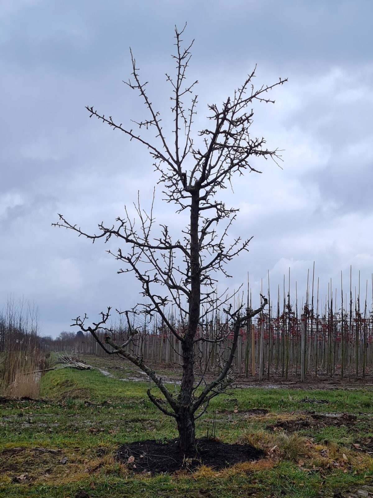 Jonge Stoofpeer 'Saint Rémy' | Laagstam