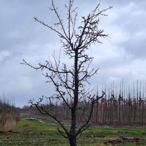 Jonge Stoofpeer 'Saint Rémy' | Laagstam