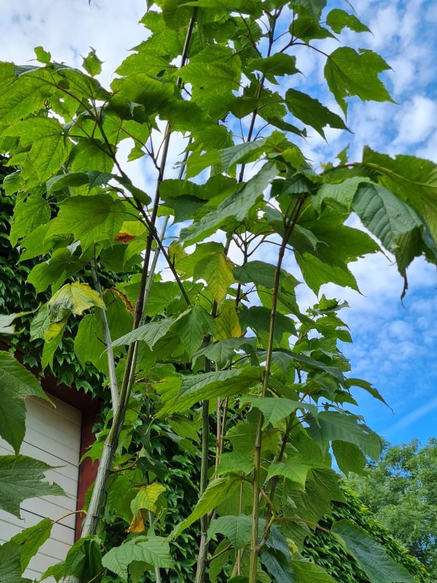 Volwassen Streepjesbast esdoorn | Meerstammig