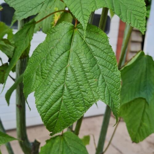 Jonge Streepjesbast esdoorn | Meerstammig