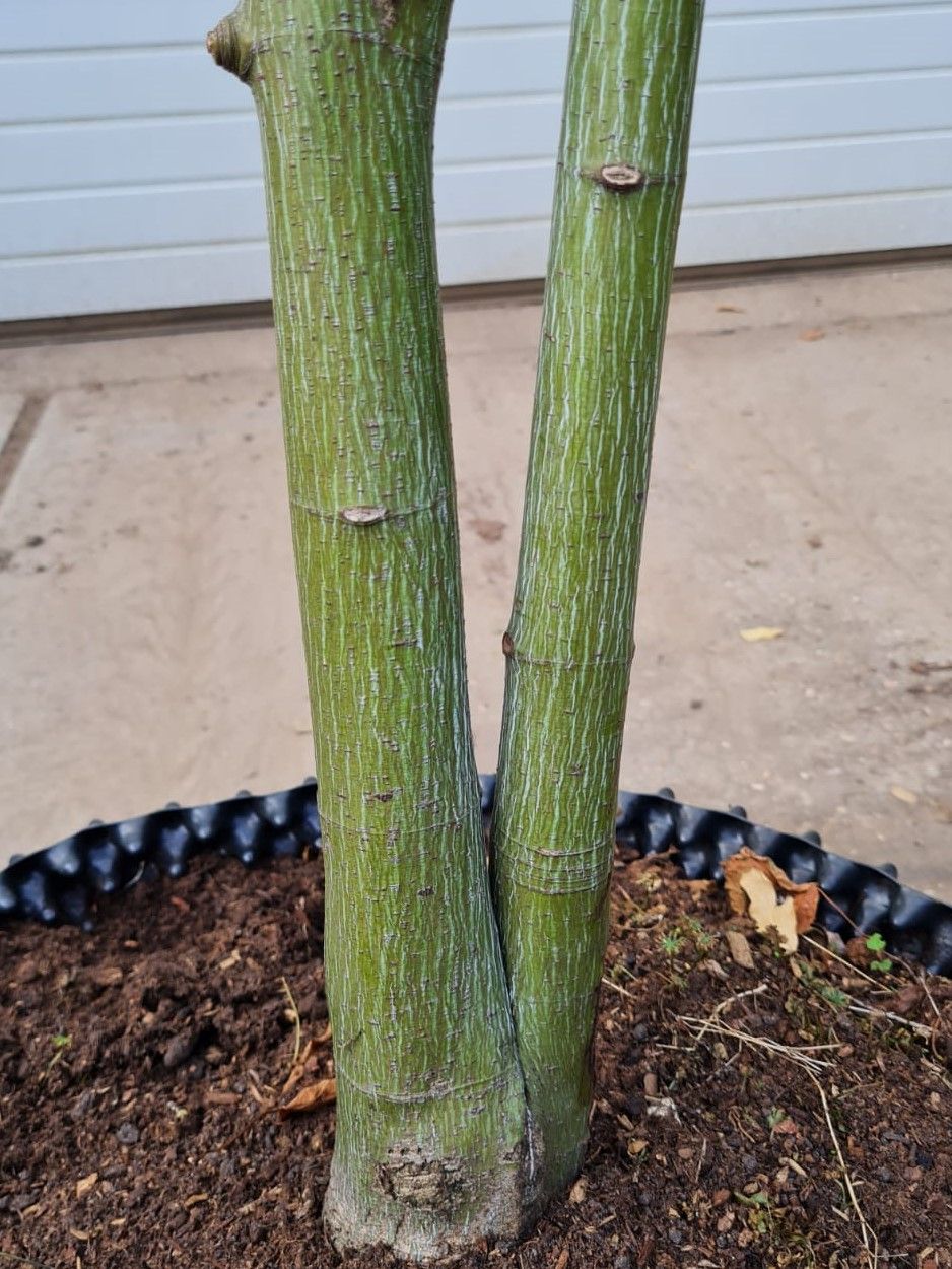 Volwassen Streepjesbast esdoorn | Meerstammig