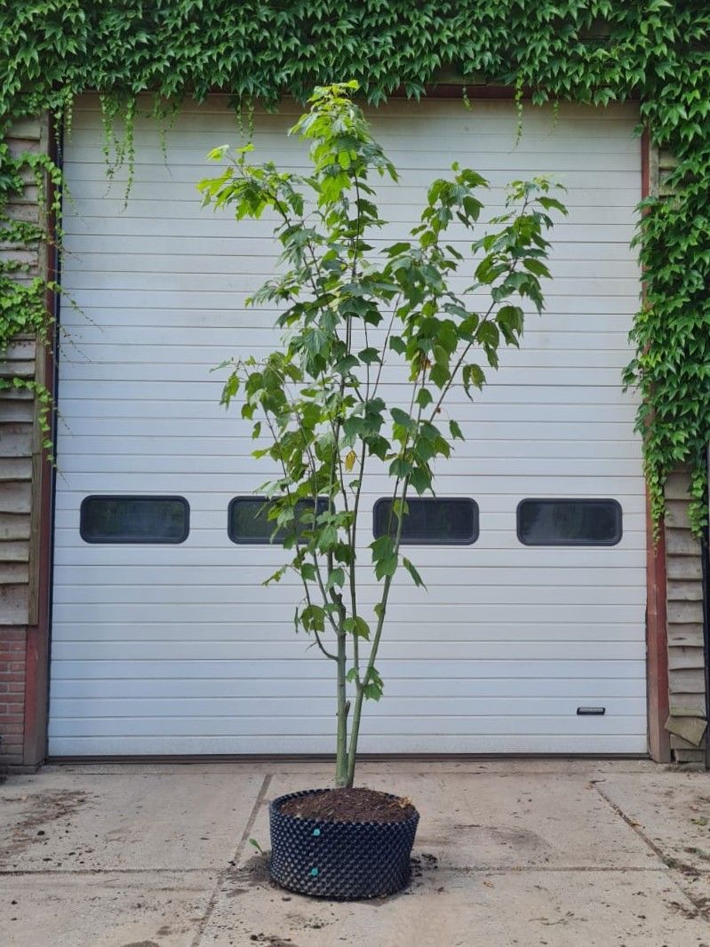 Volwassen Streepjesbast esdoorn | Meerstammig