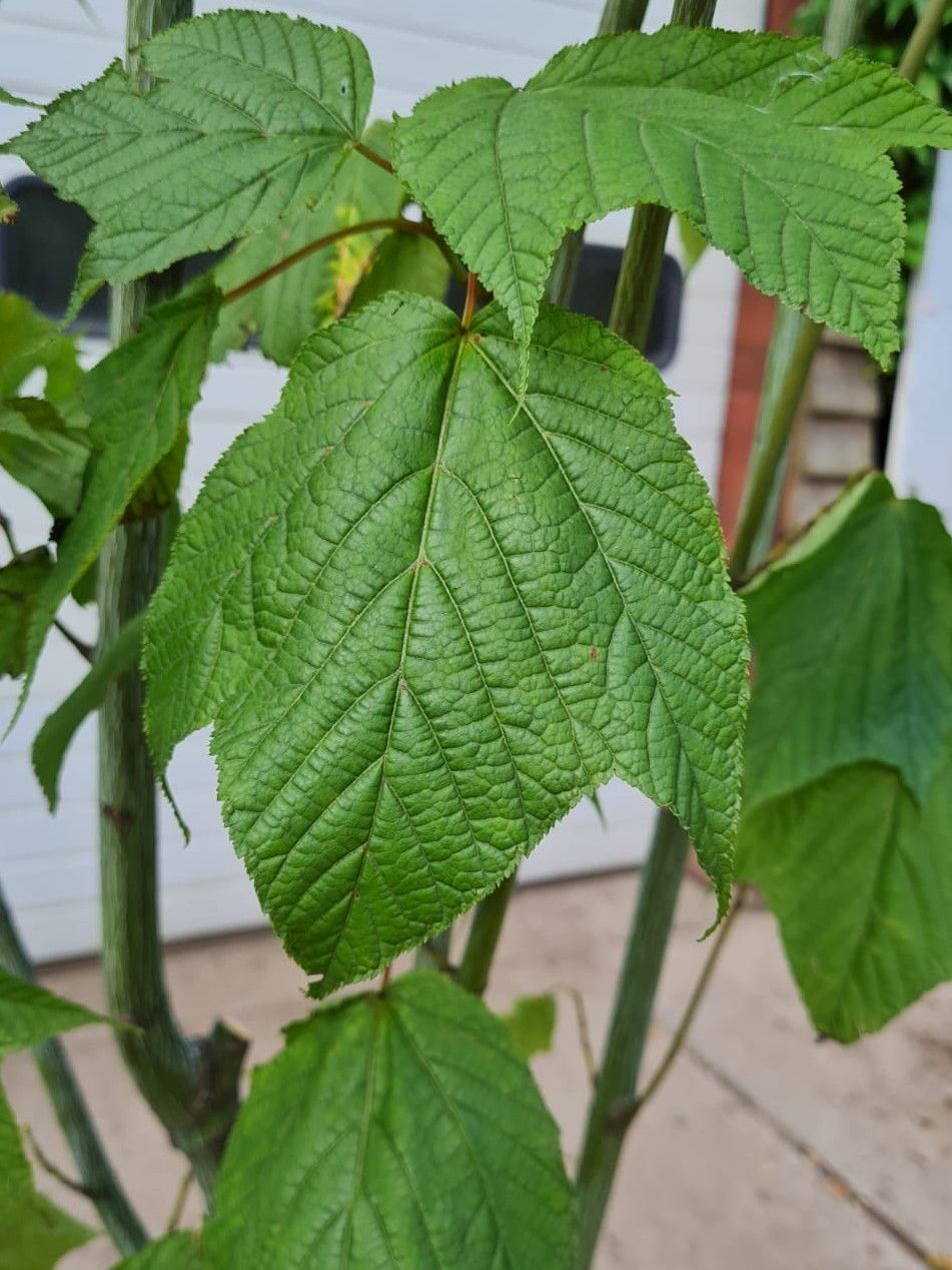 Jonge Streepjesbast esdoorn | Meerstammig