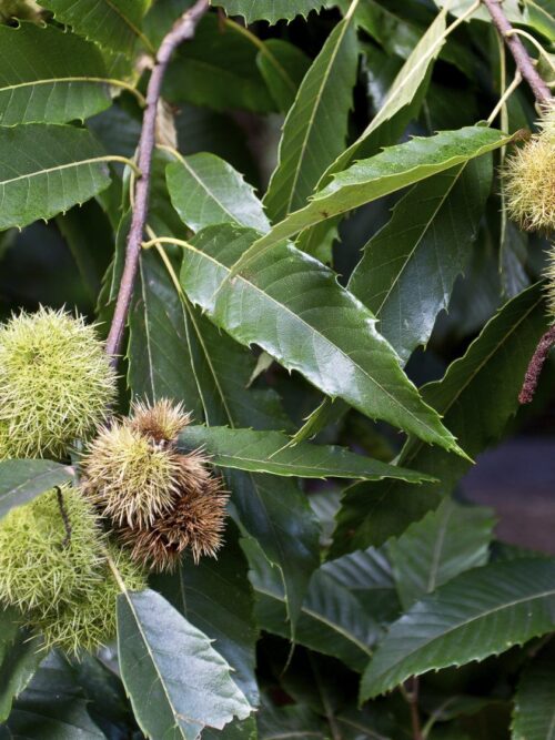 tamme-kastanjeboom Noorse Esdoorn 'Eurostar' | Hoogstam