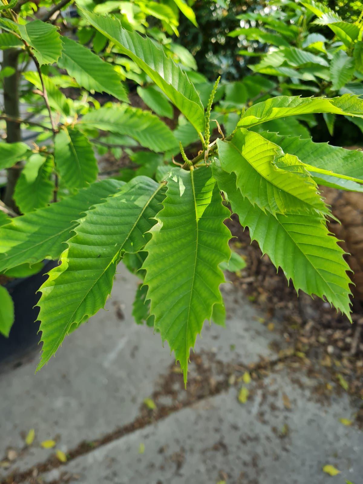 tamme-kastanjeboom Jonge Tamme kastanjeboom | Meerstammig